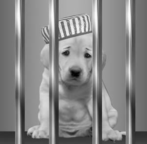 Bail Dog Junior